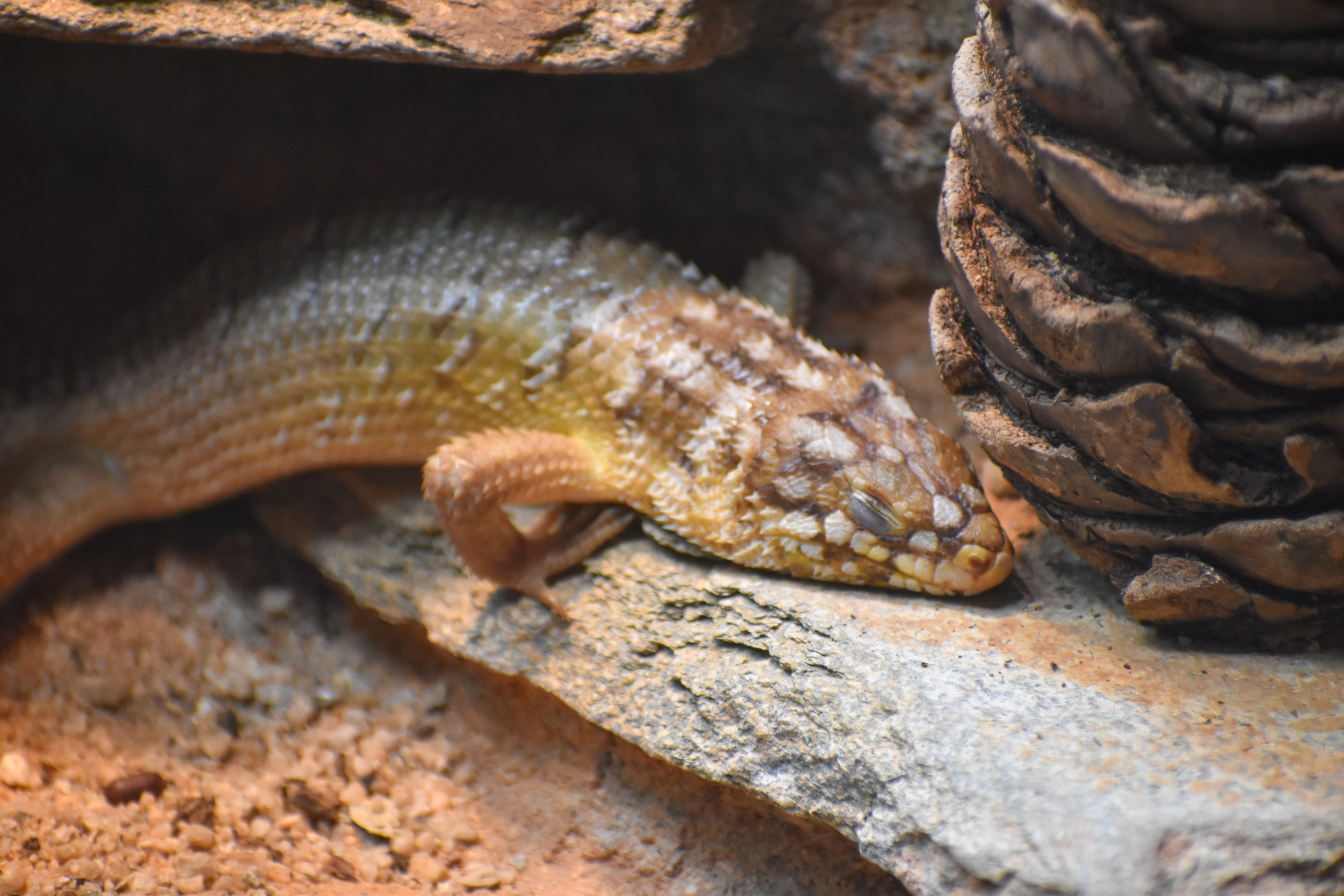 Hosmer's Skink