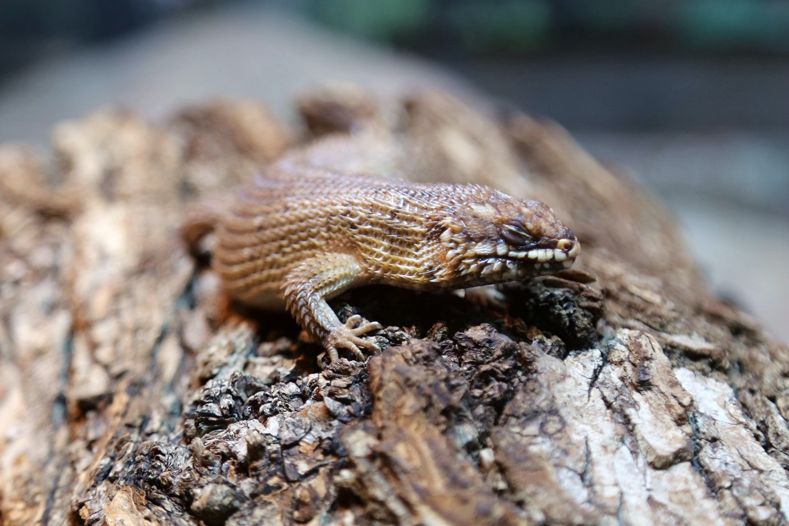 Hosmer's Spiny-tailed Skink (Egernia hosmeri)