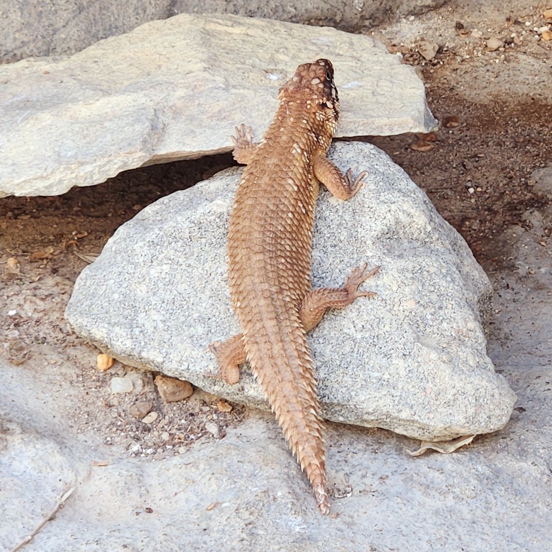 Hosmer's Spiny-Tailed Skink (Egernia hosmeri)