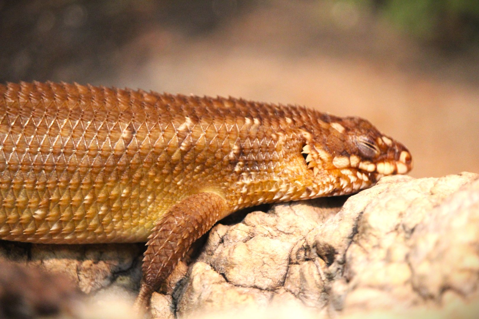 Hosmer's Spiny-tailed Skink
