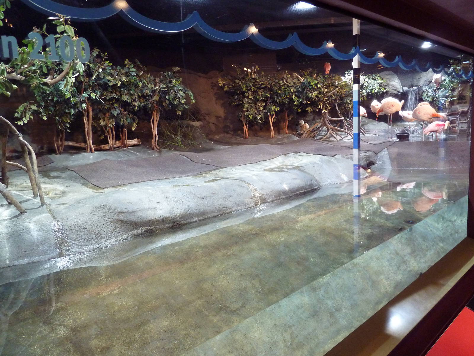 Hot Pink Flamingos - Bird Exhibit (6 Species)