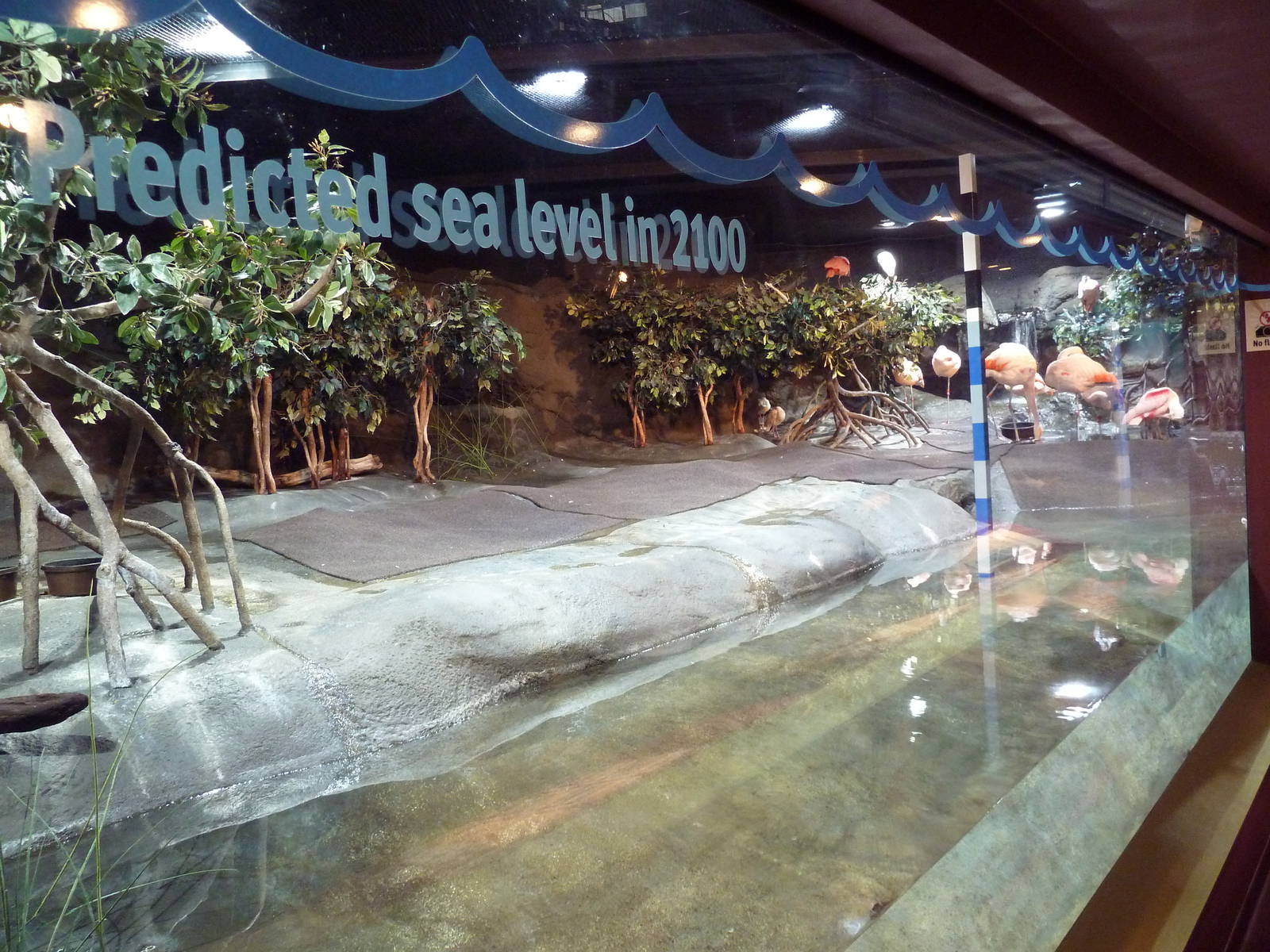 Hot Pink Flamingos - Bird Exhibit (6 Species)