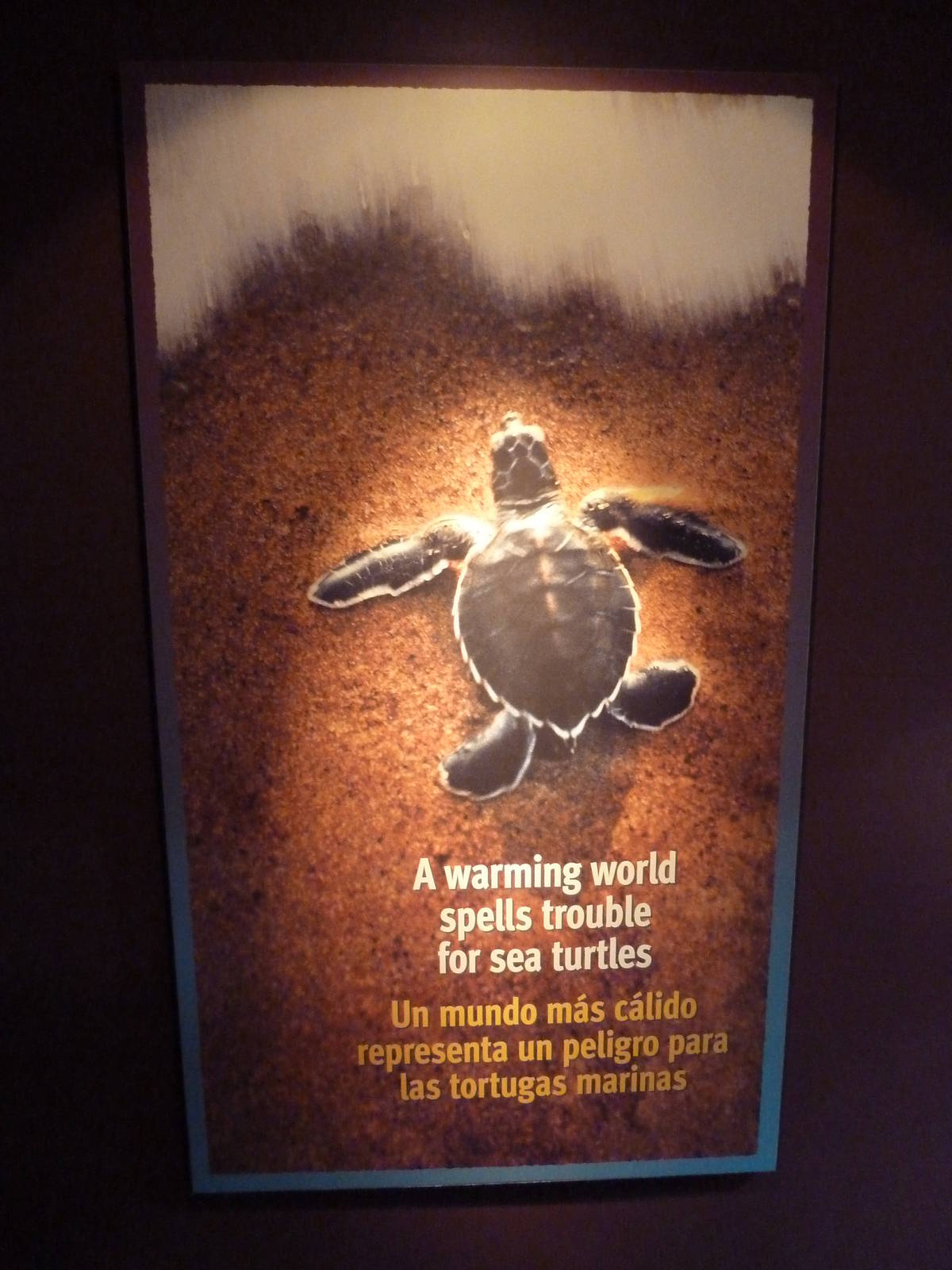 Hot Pink Flamingos - Climate Change Poster