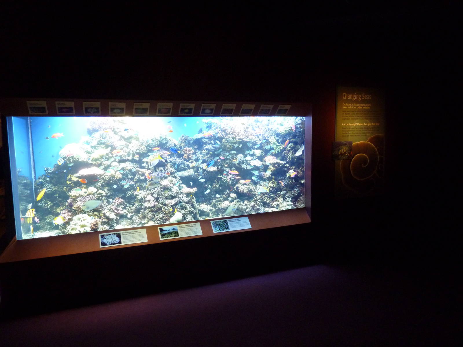 Hot Pink Flamingos - Coral Reef Tank