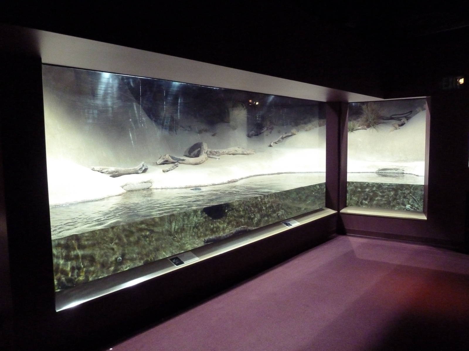 Hot Pink Flamingos - Juvenile Green Sea Turtle Exhibit