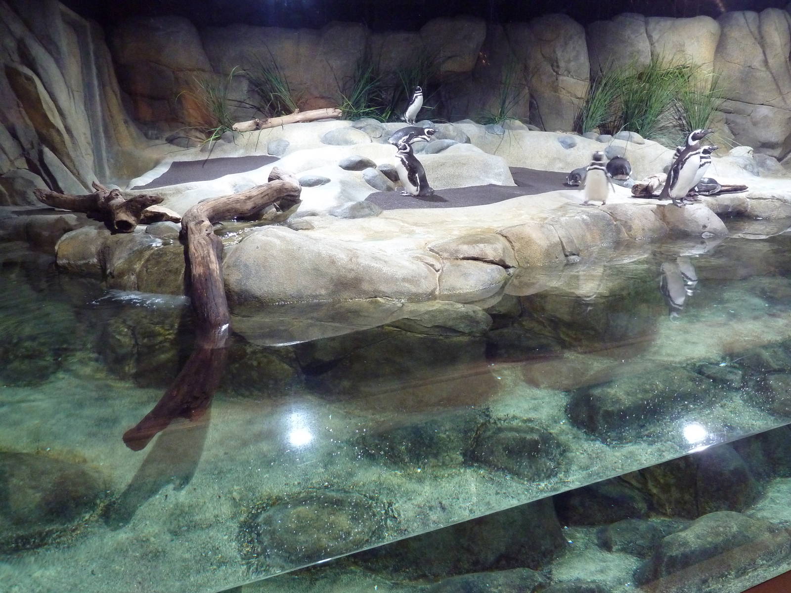 Hot Pink Flamingos - Magellanic Penguin Exhibit
