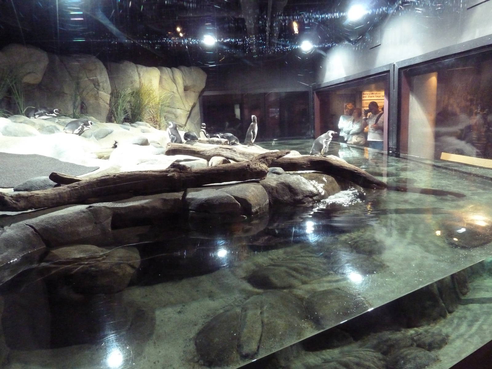 Hot Pink Flamingos - Magellanic Penguin Exhibit