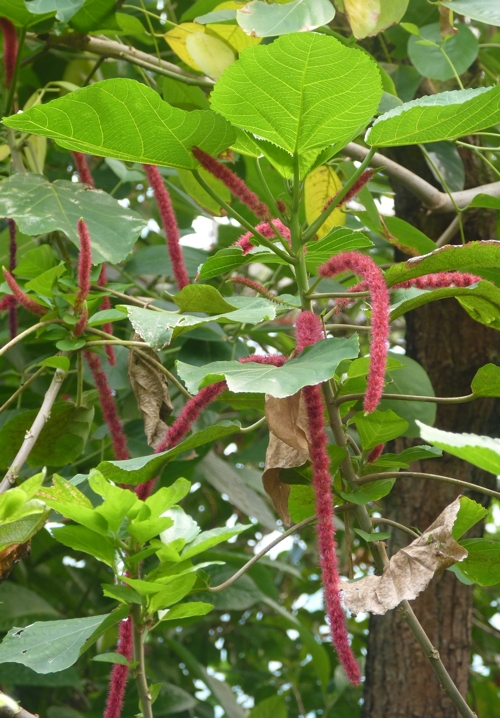 Hot red cat's tail (Acalypha hispida)