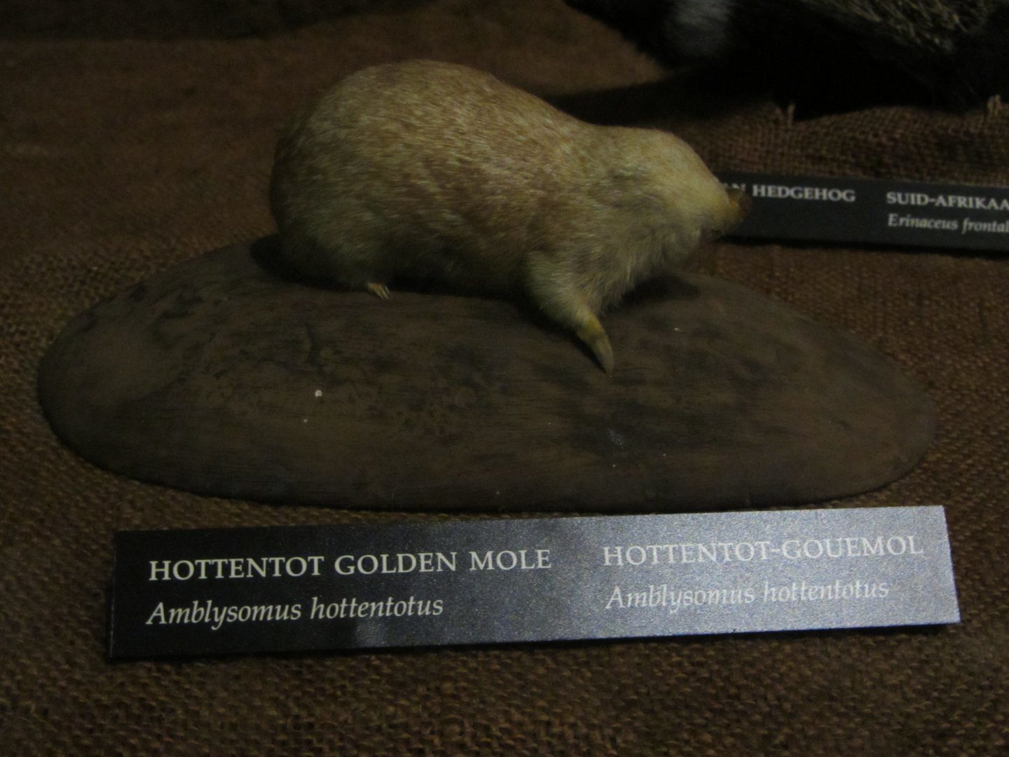 Hottentot Golden Mole Mount