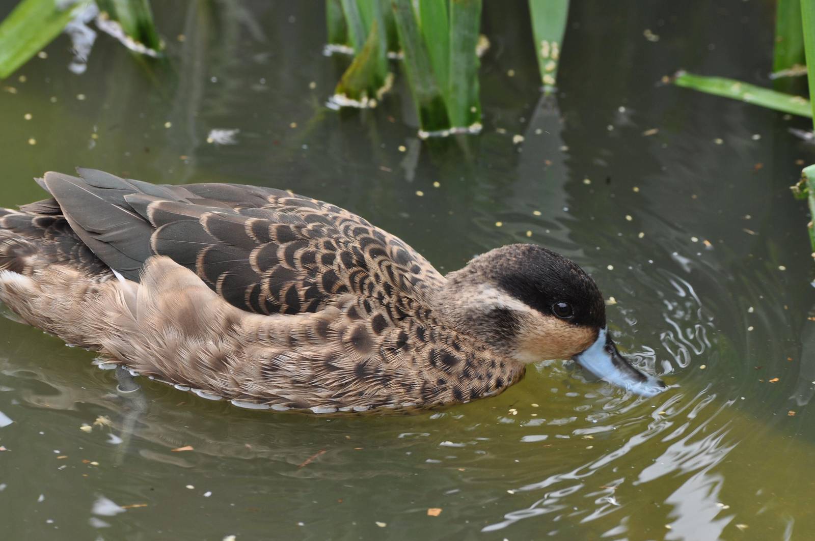 Hottentot Teal - Anas hottentota