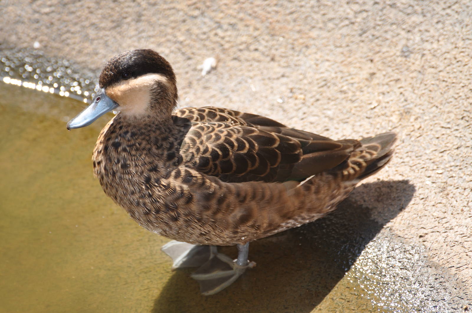 Hottentot teal/ Anas punctata