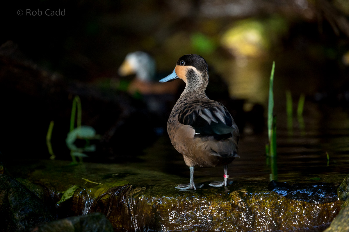Hottentot teal : Cotswold WP : 16 Jan 2016