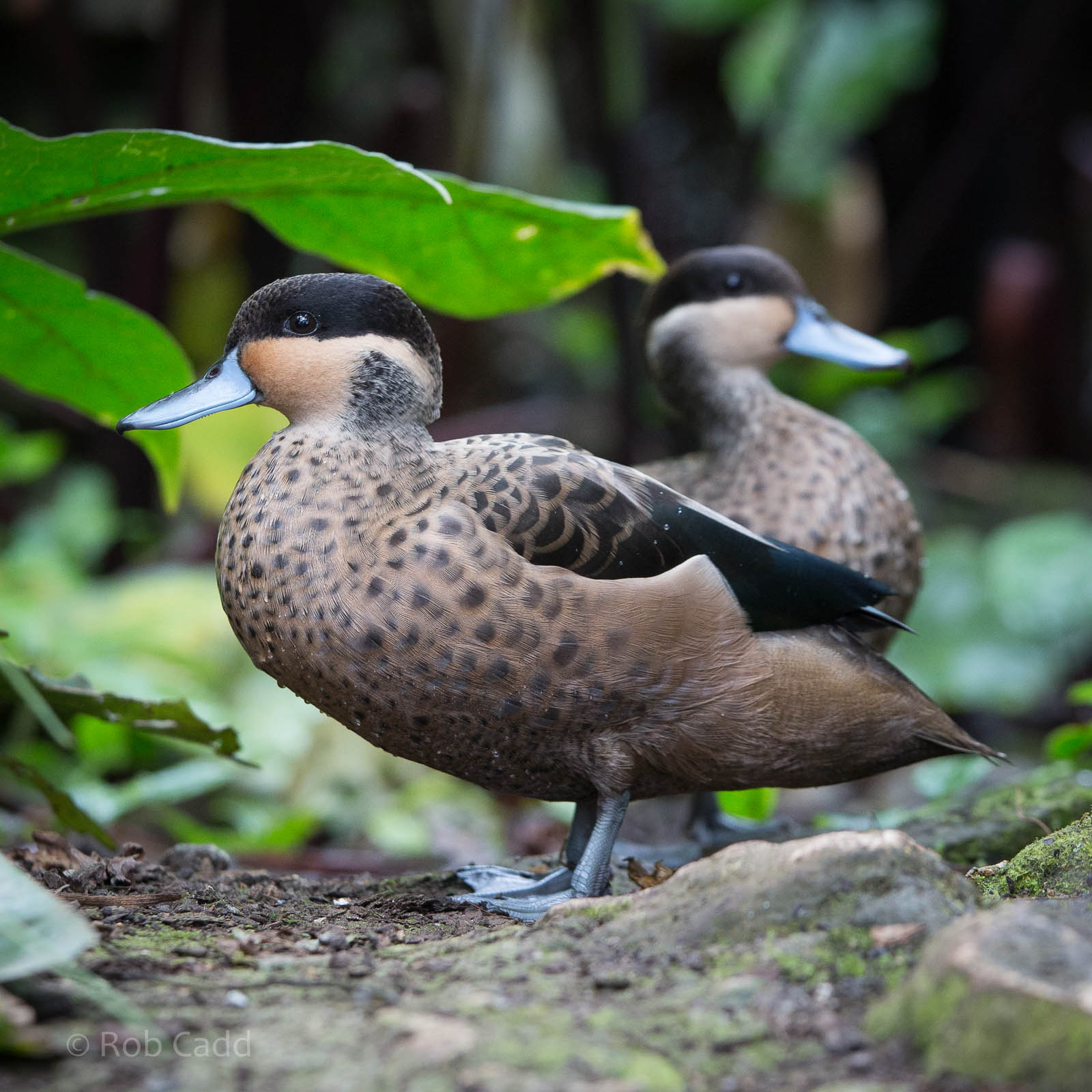 Hottentot teal : Cotswold WP : 27 Jun 2014