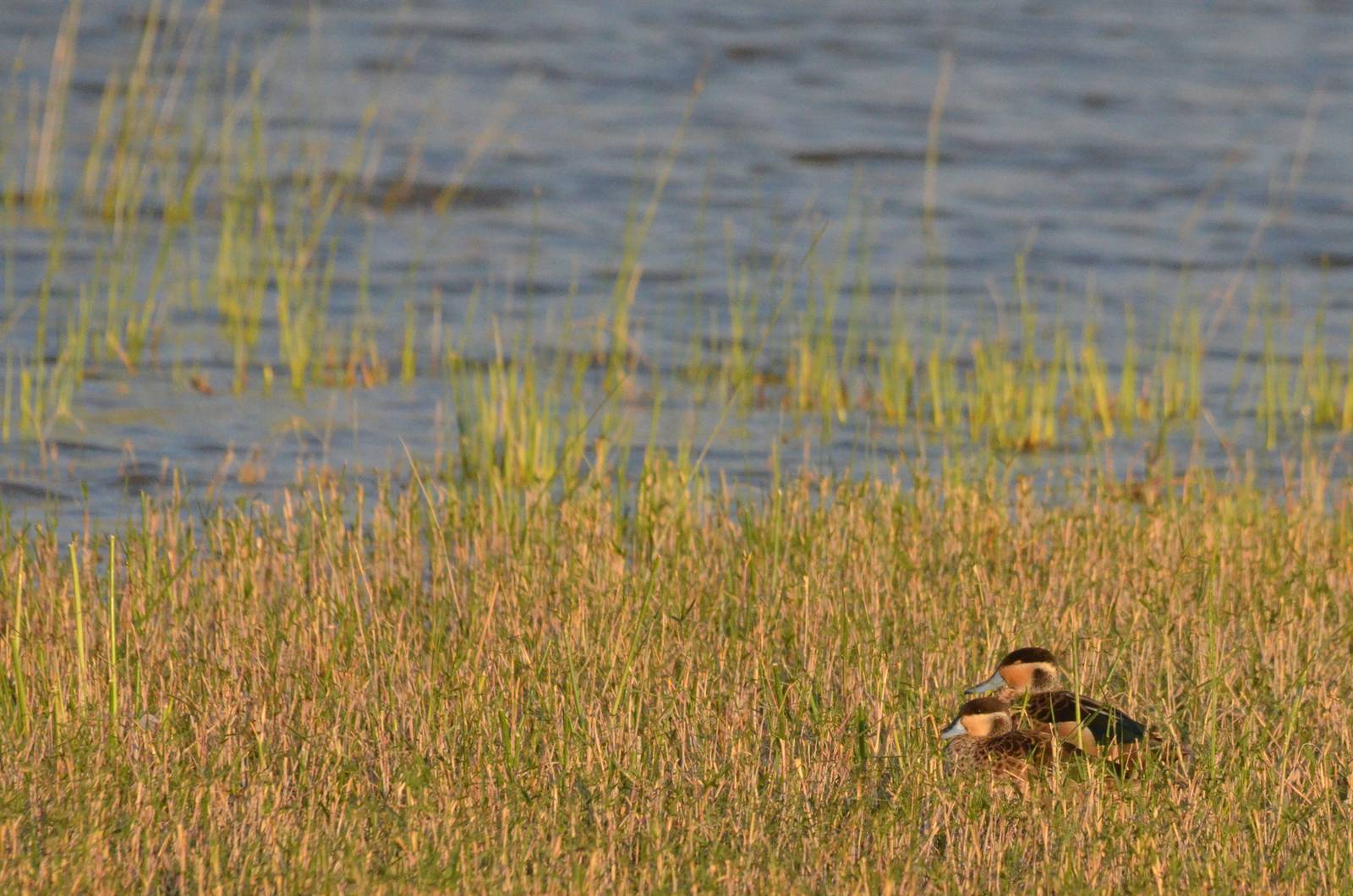 Hottentot Teal, Moremi Game Reserve, Botswana, 26/04/16