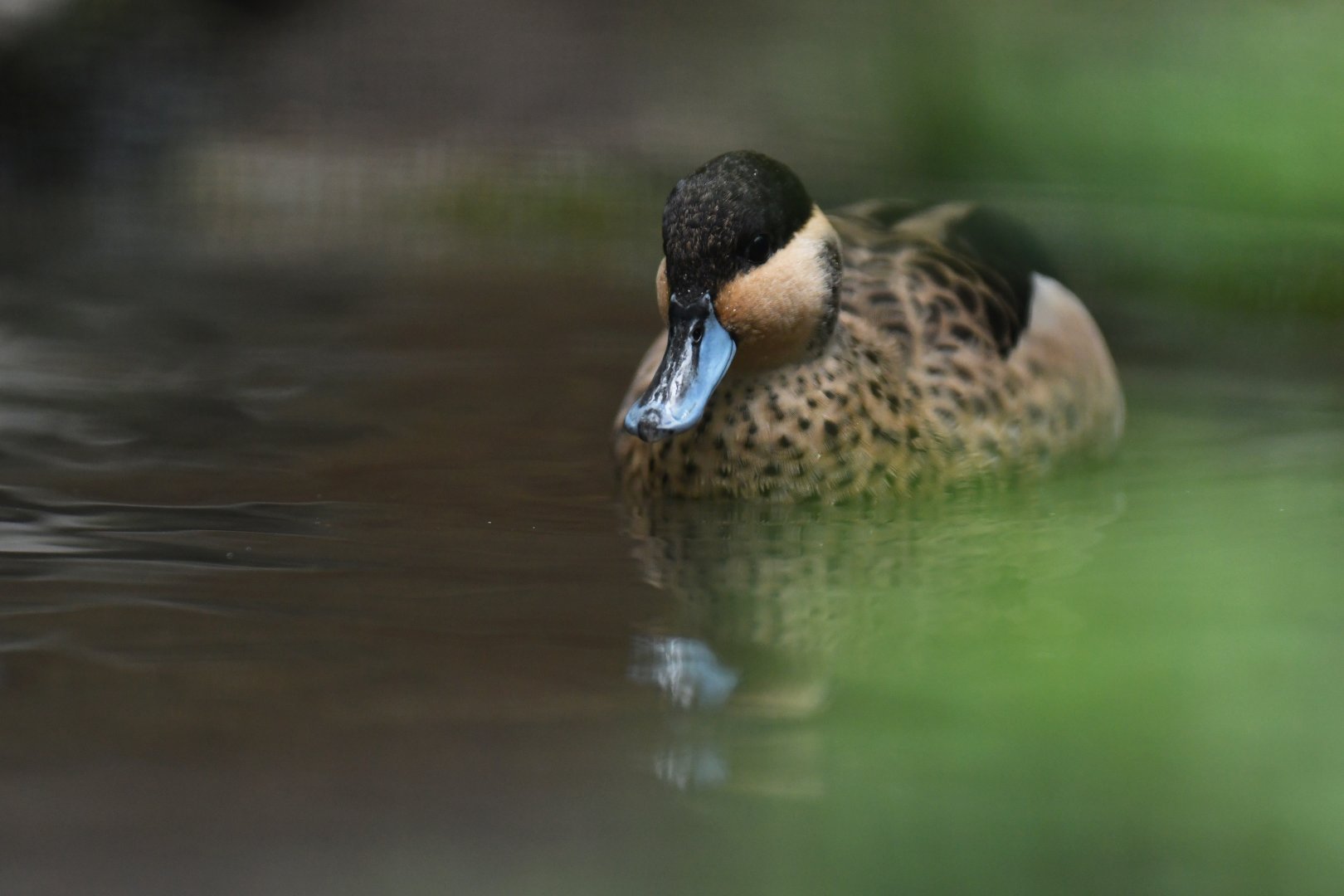 Hottentot teal (Spatula hottentota)