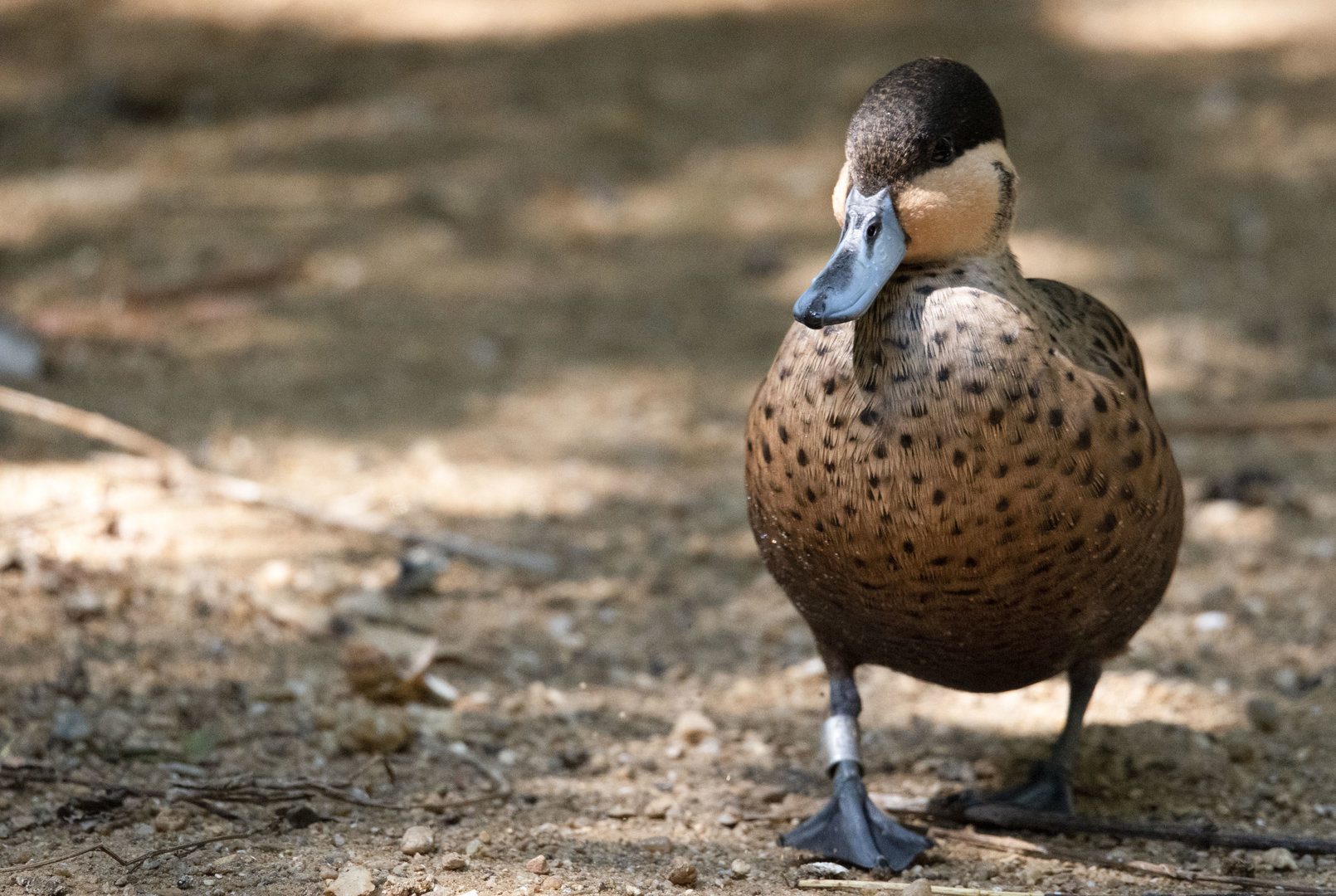 Hottentot teal (Spatula hottentota)