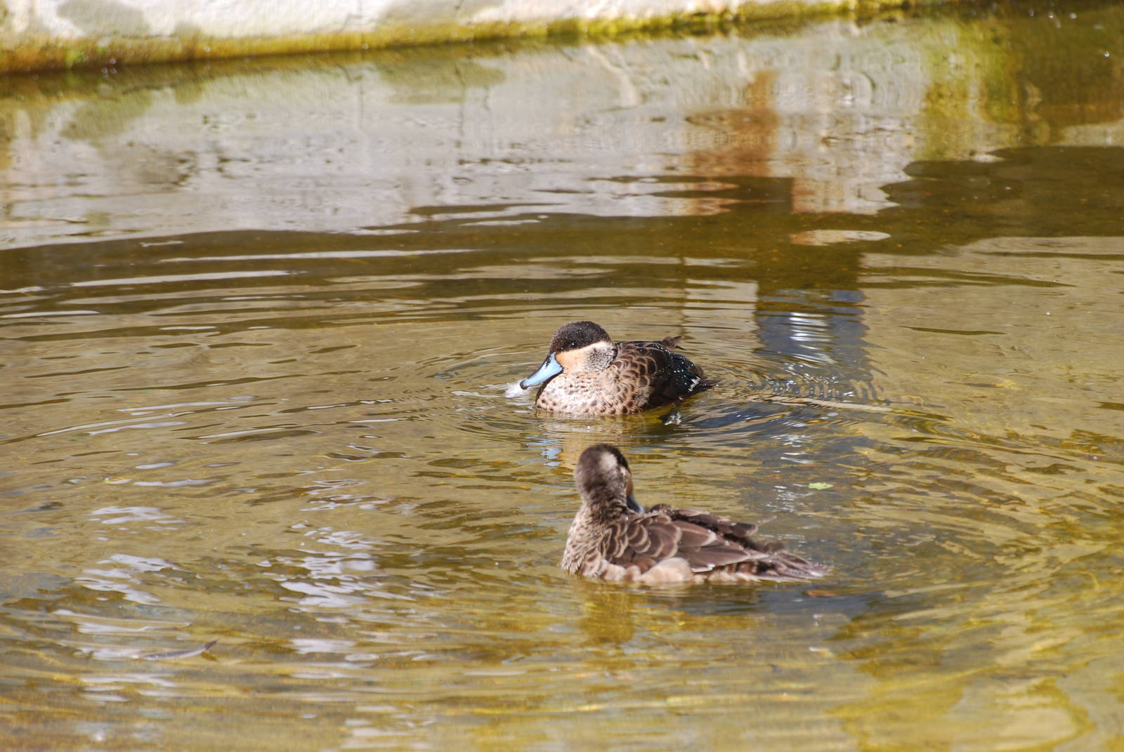 Hottentot teal