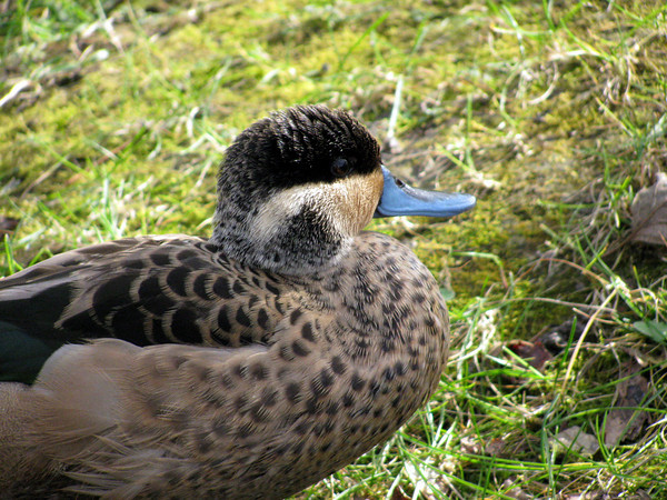 Hottentot Teal