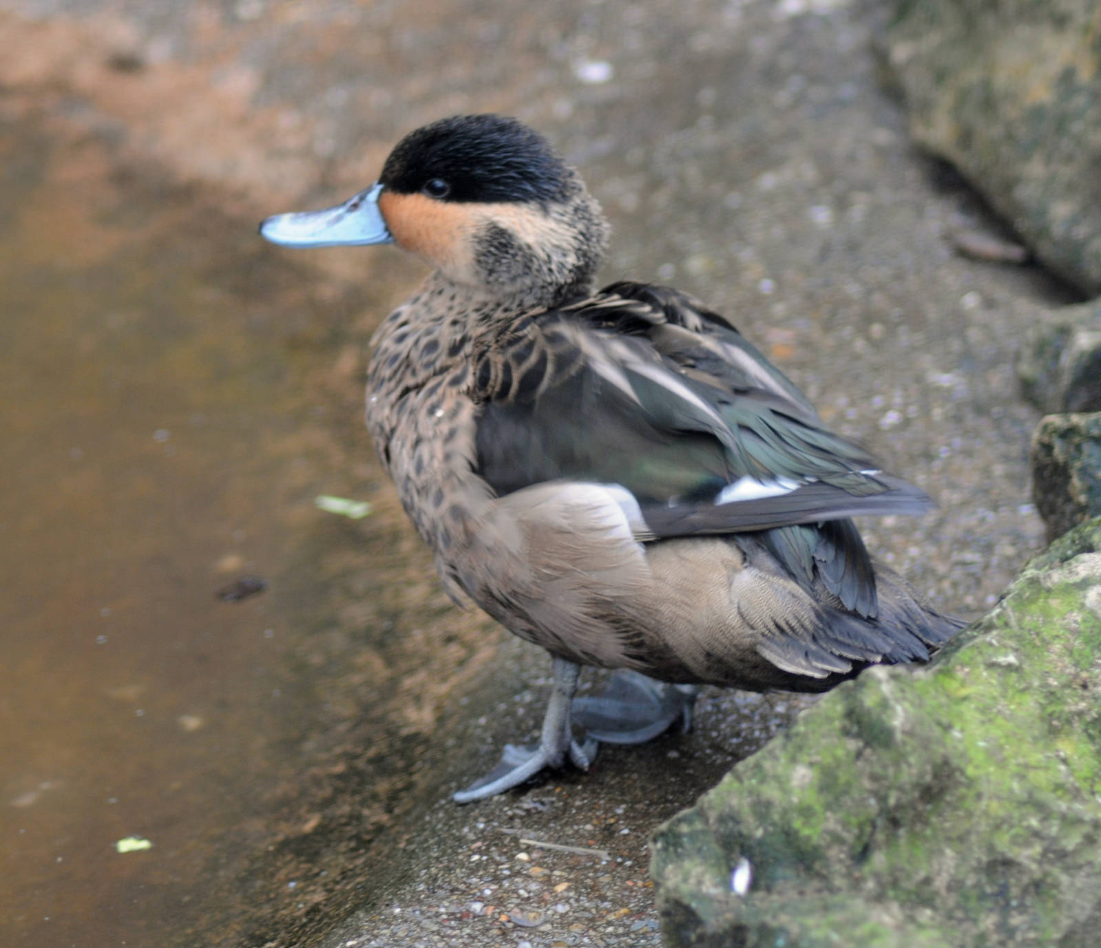 HOTTENTOT TEAL