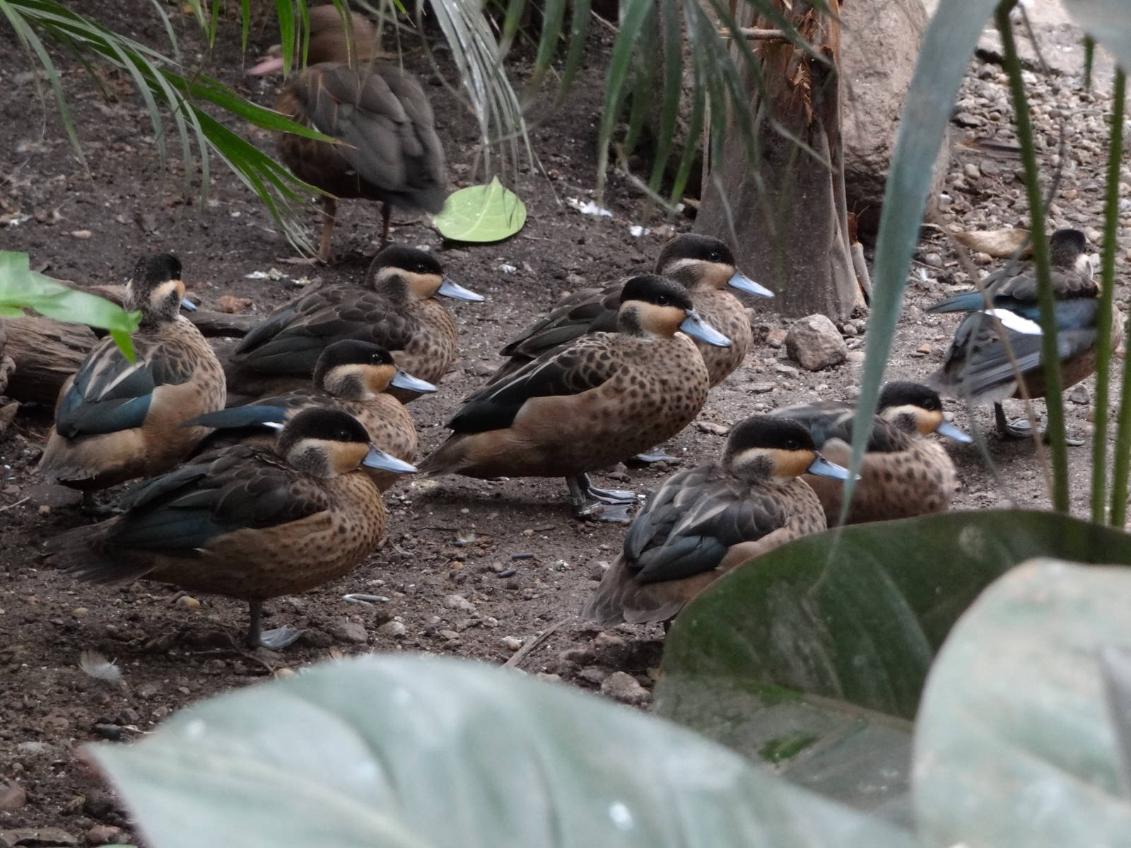 Hottentot teal