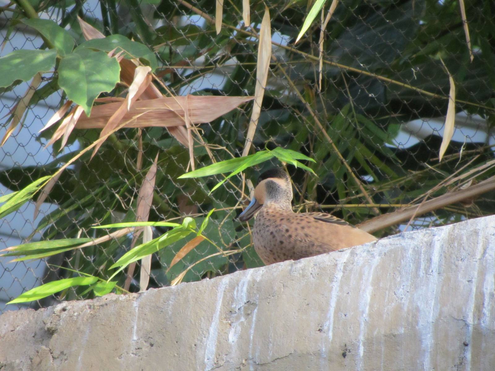 Hottentot Teal
