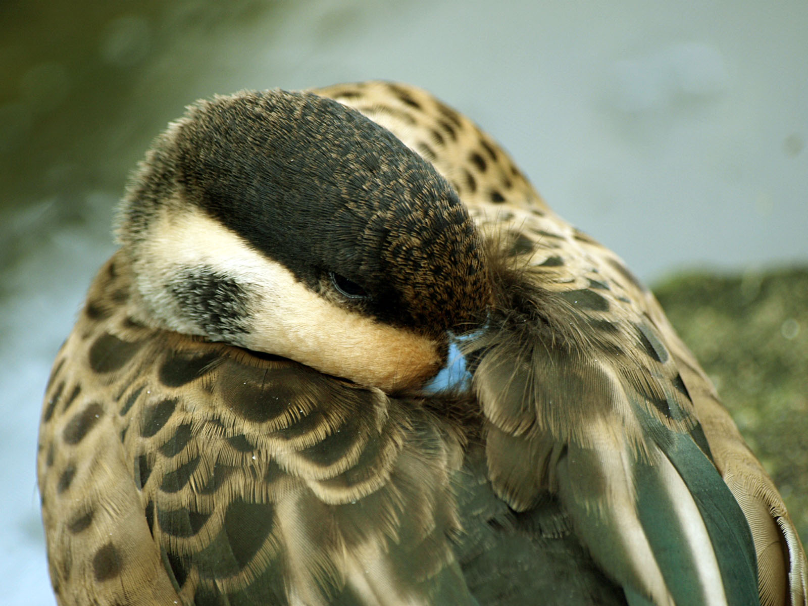 Hottentot teal