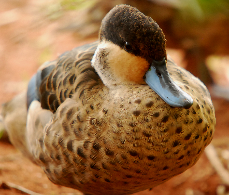 HOTTENTOT TEAL