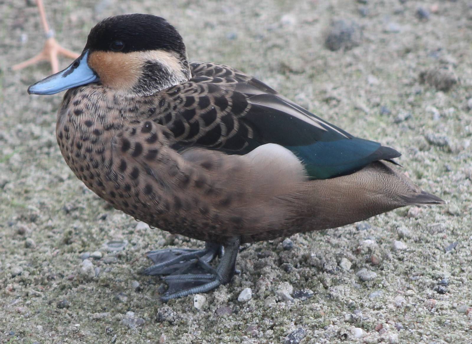 Hottentot teal