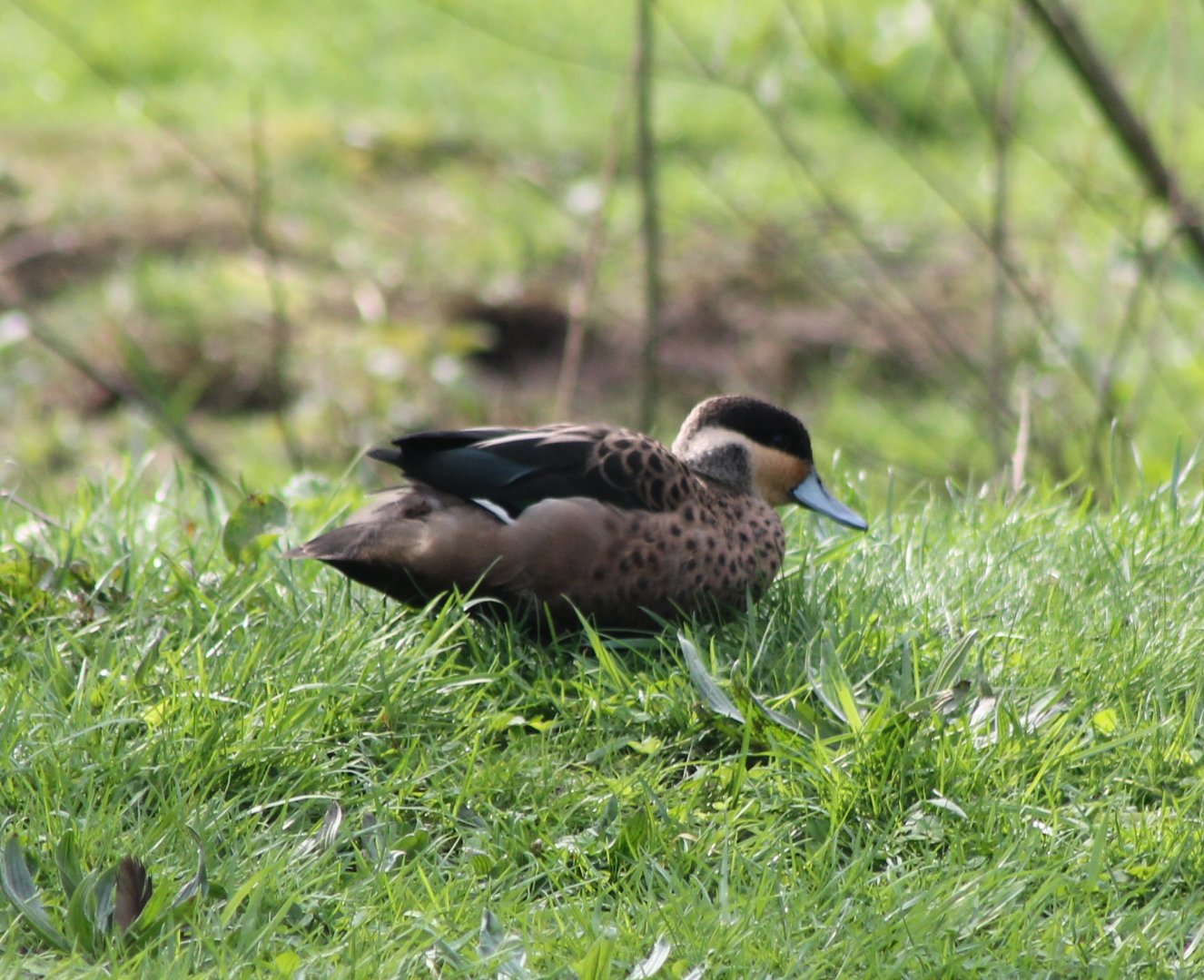 Hottentot teal