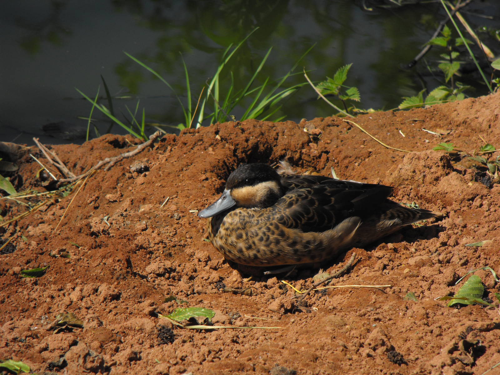 Hottentot Teal