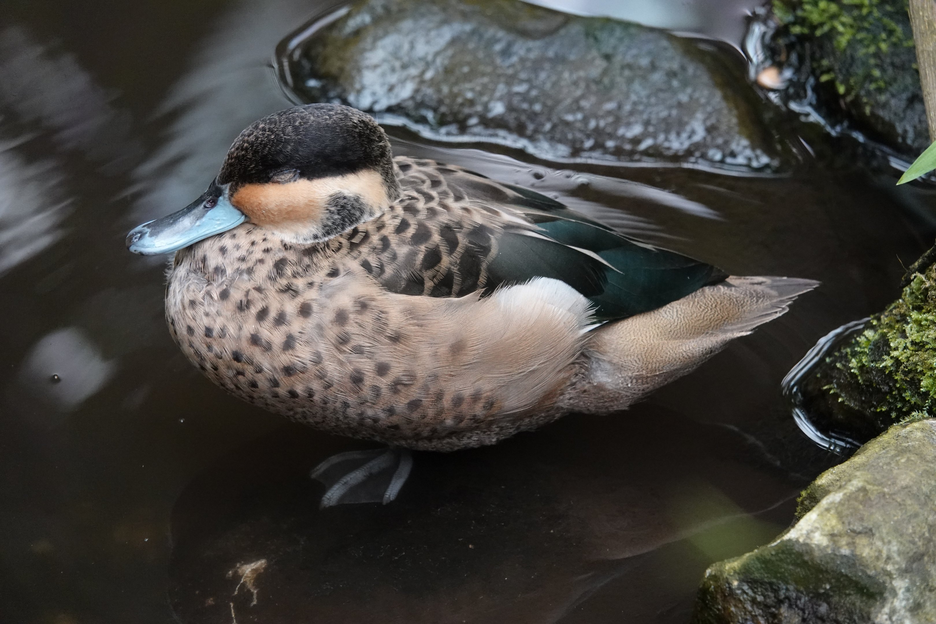 Hottentot teal