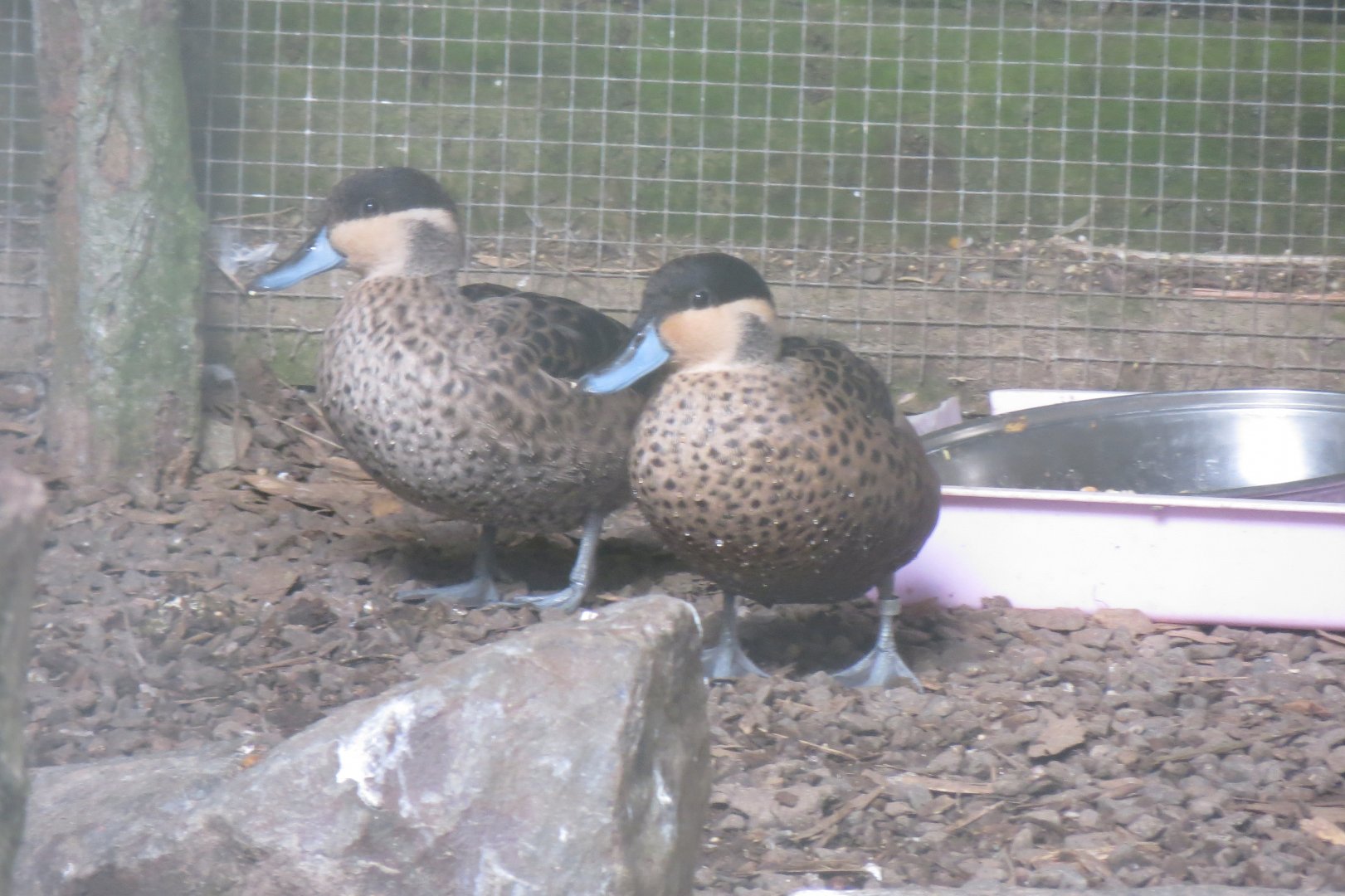 Hottentot teals 040319