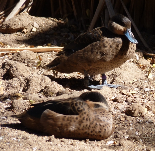 Hottentot teals (Anas hottentota)