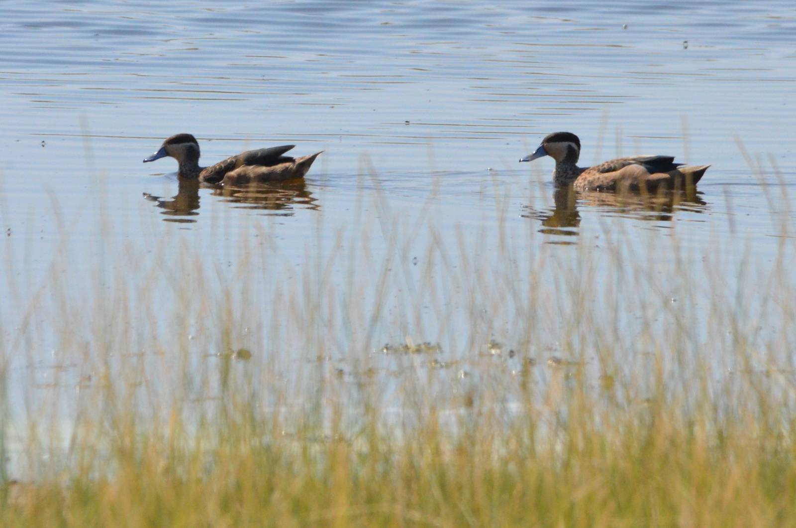 Hottentot Teals, Moremi Game Reserve, Botswana, 27/04/16