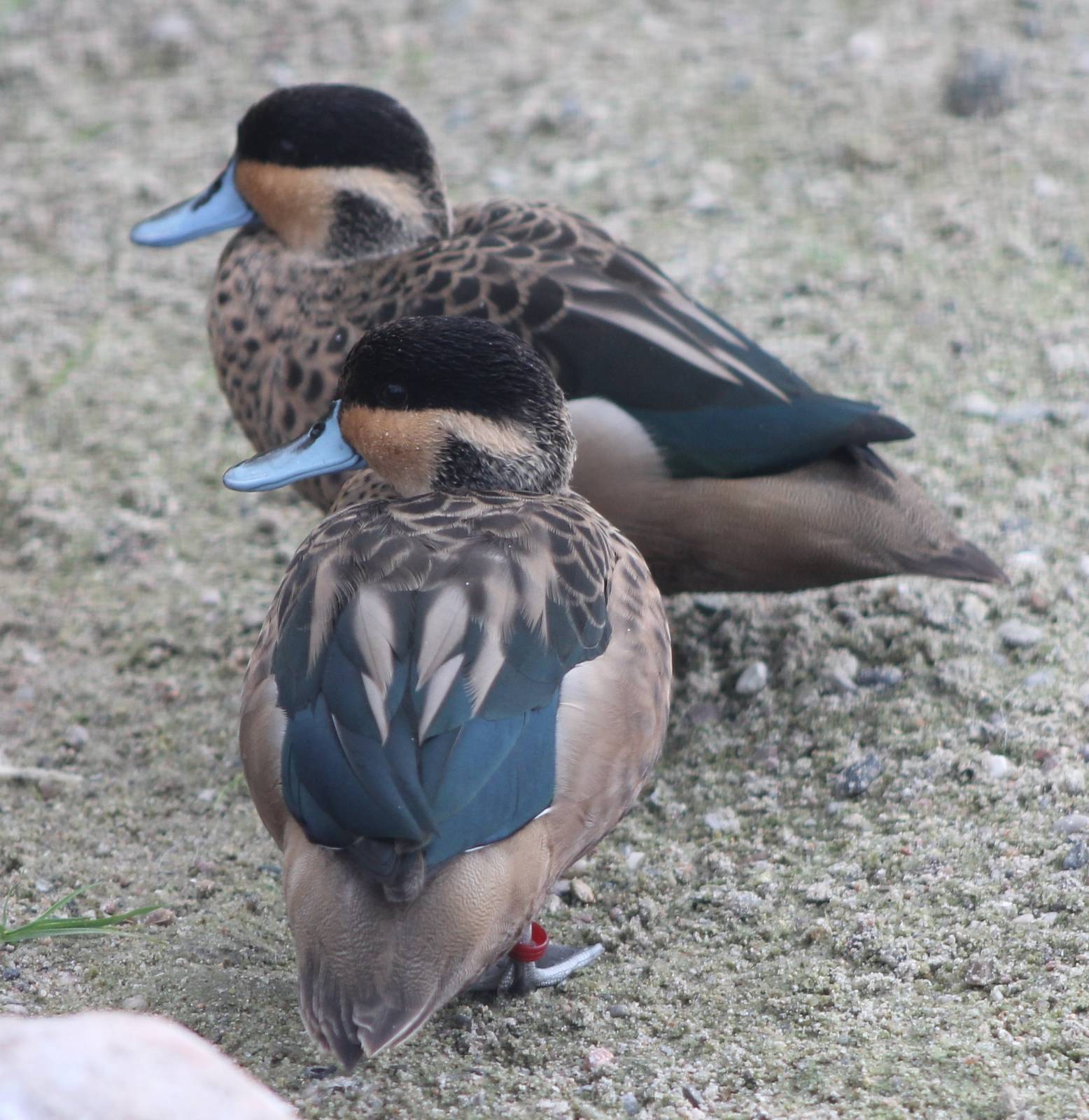 Hottentot teals