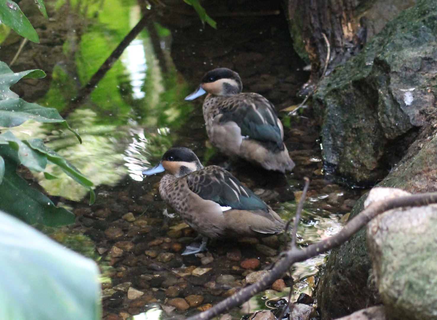 Hottentot teals