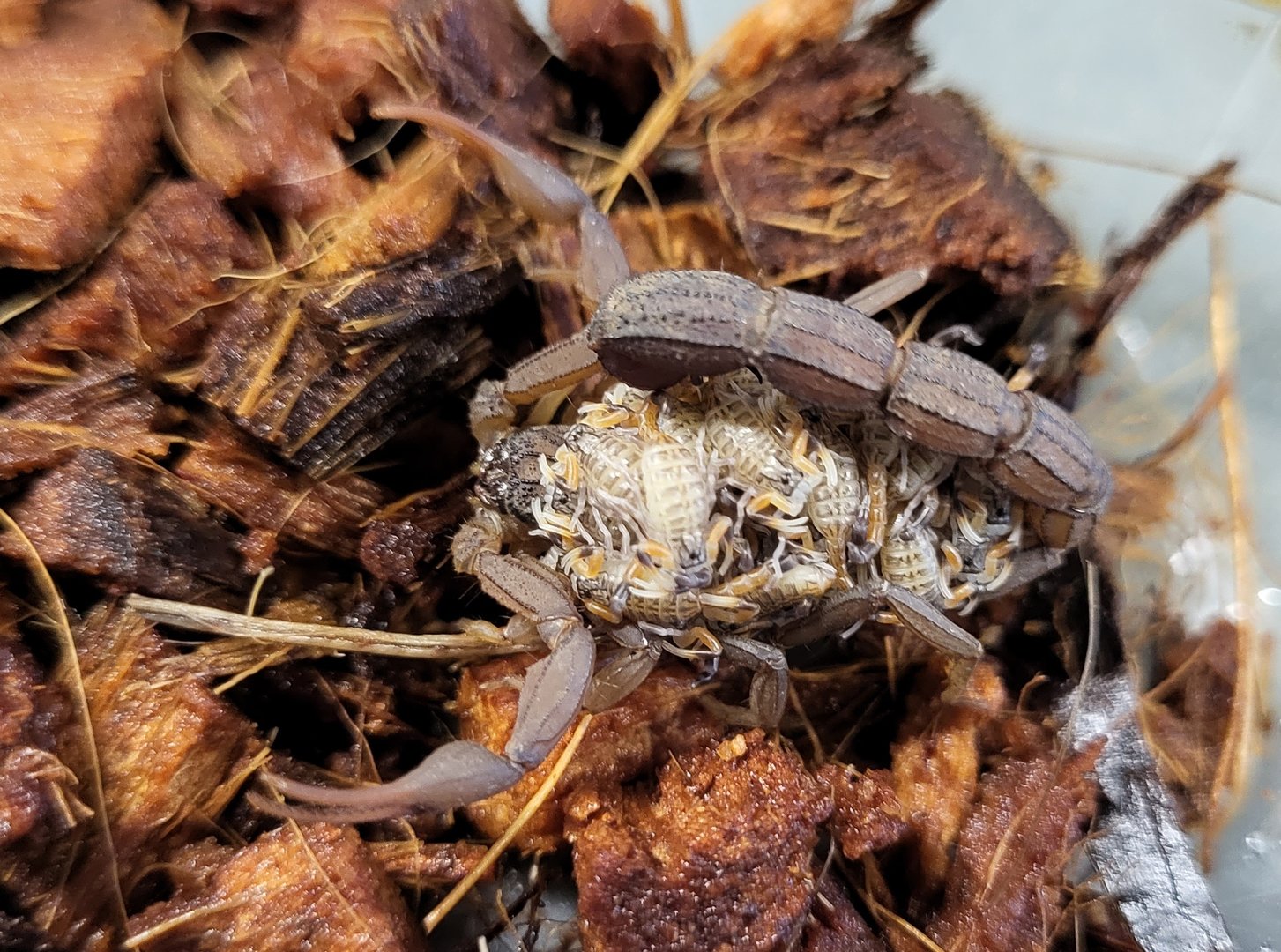 Hottentotta hottentotta with young