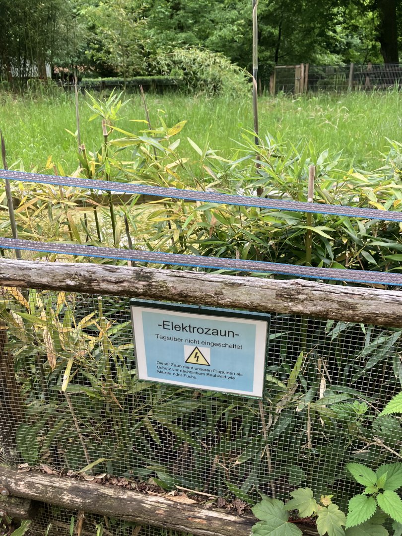 Hotwire against predators on the stand-off barrier at the penguin exhibits