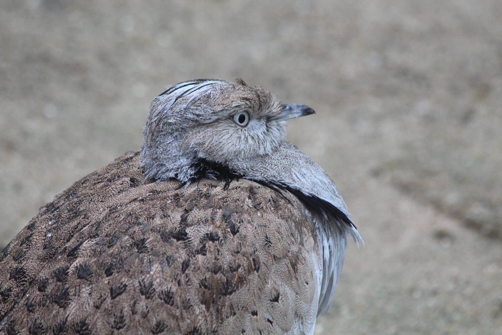 Houbara Bustard - Jan 2014