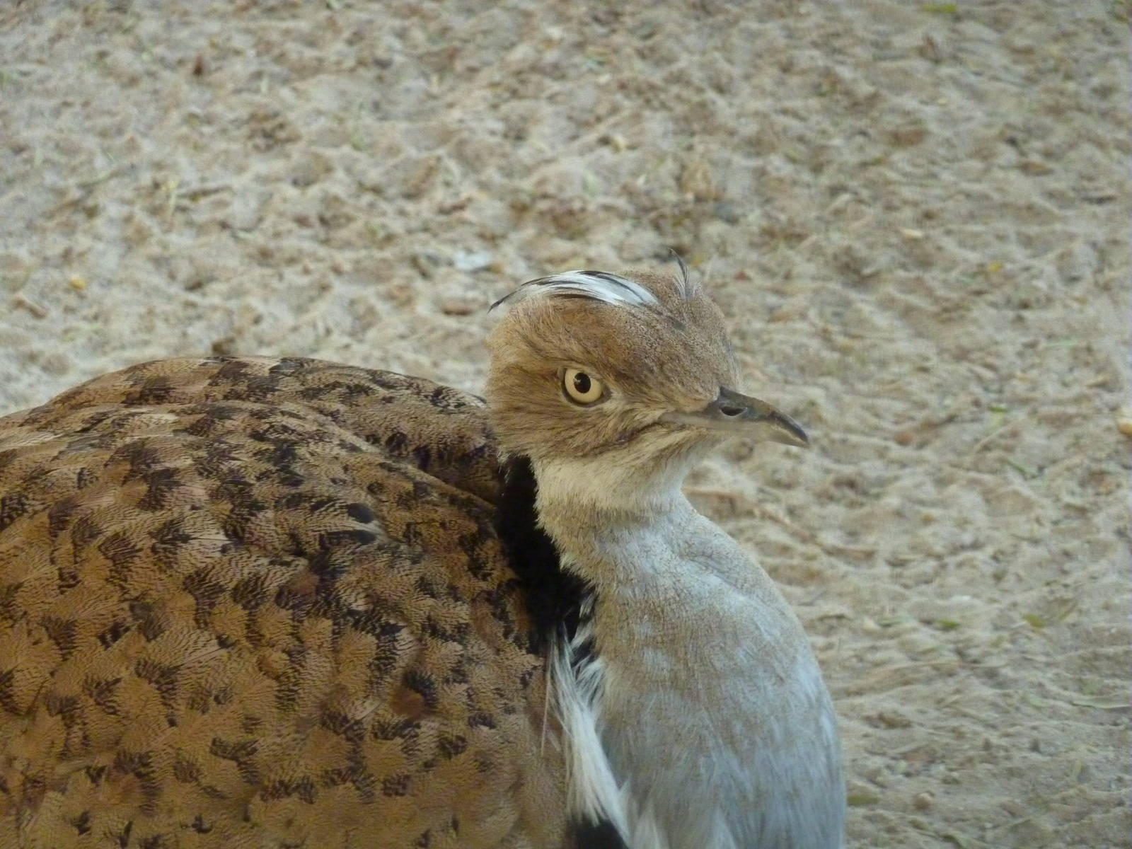 Houbara bustard