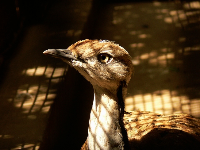 Houbara bustard