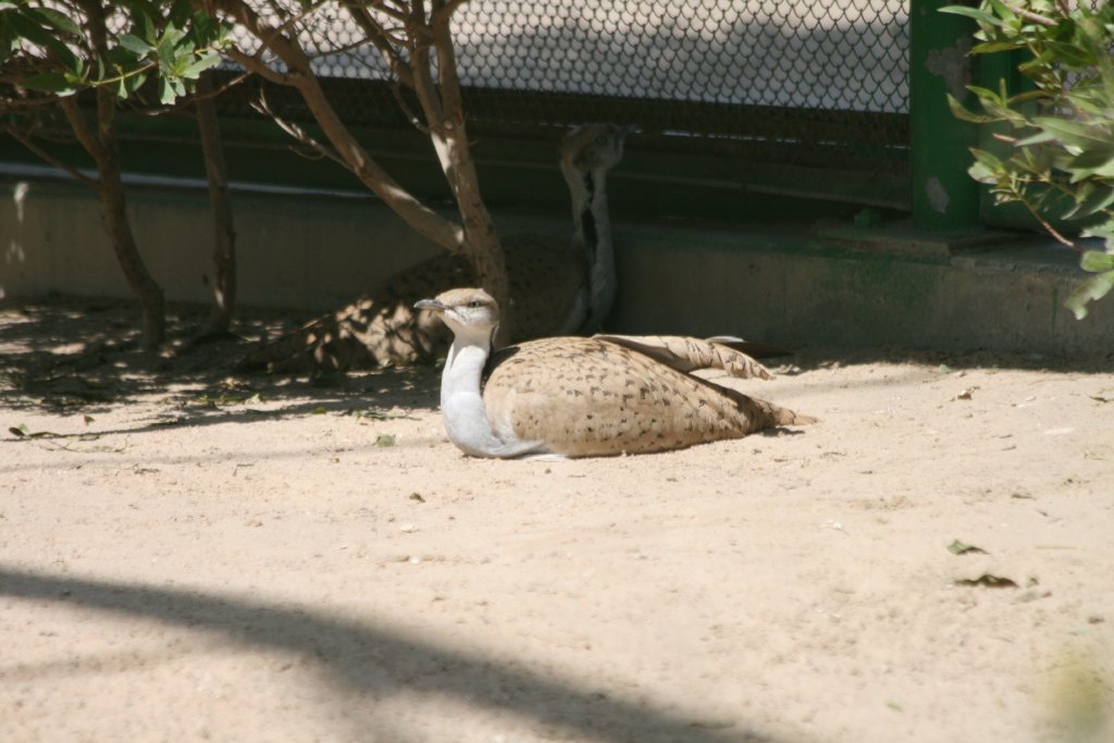 Houbara Bustard