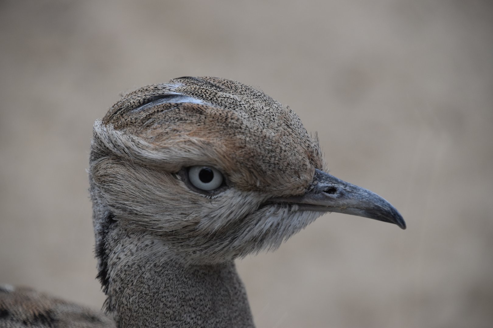 Houbara bustard