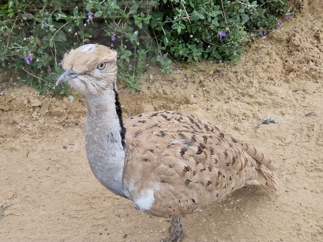 Houbara Bustard
