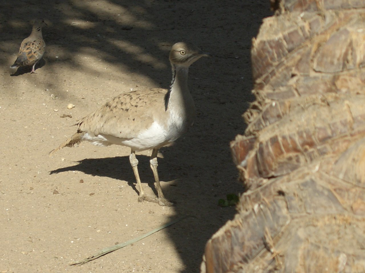 houbara bustard
