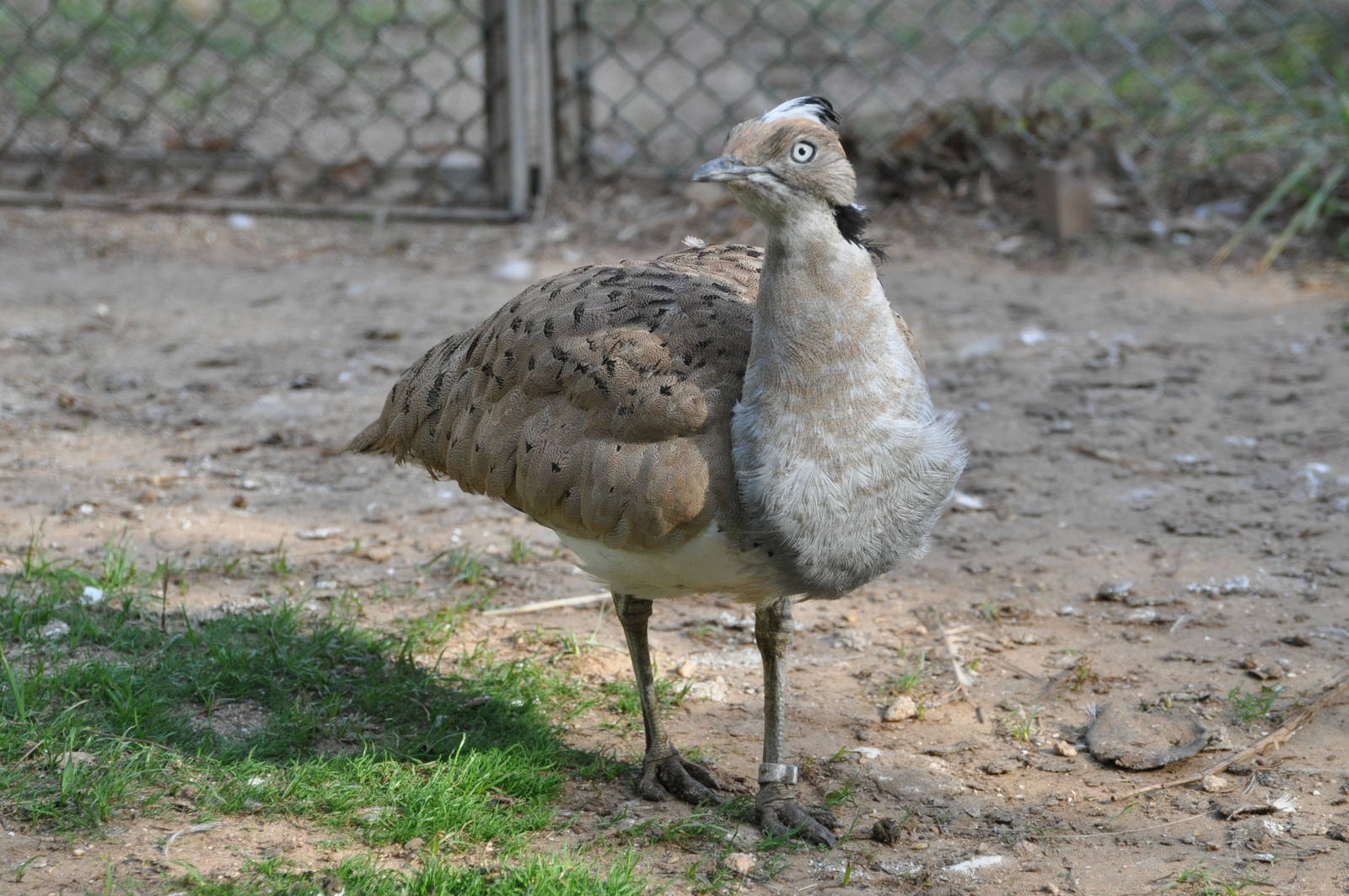 Houbara/ Chlamydotis macqueenii