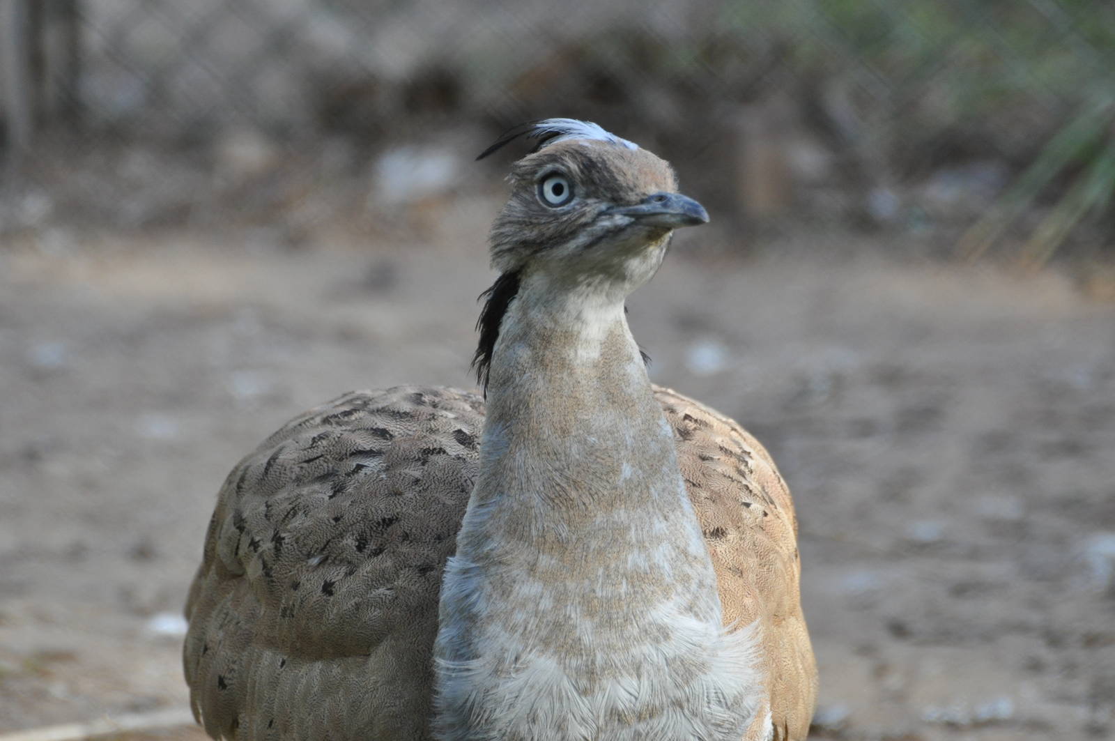 Houbara/ Chlamydotis macqueenii