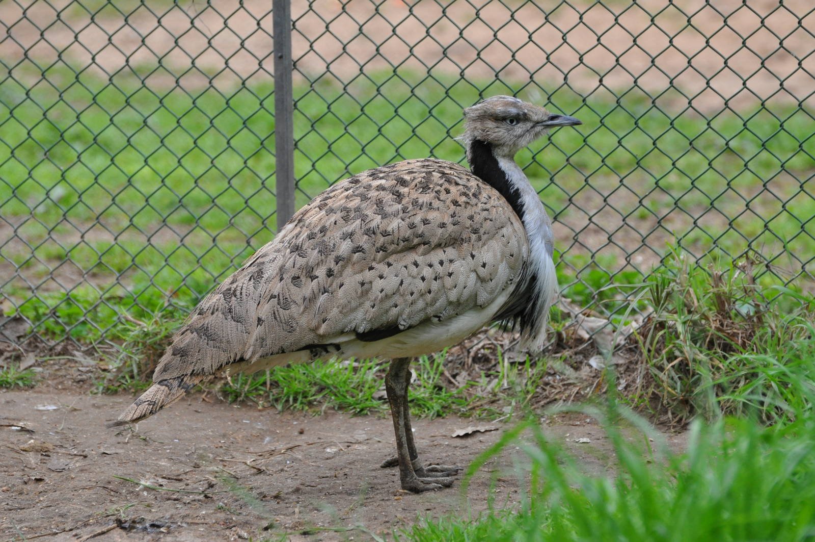 Houbara  / Chlamydotis undulata /