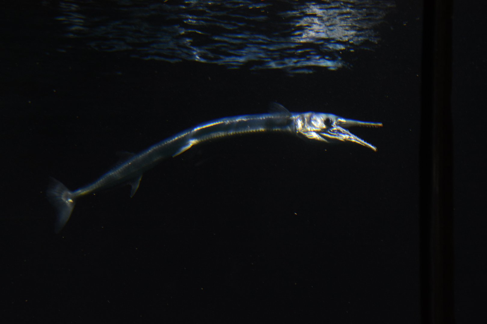 Houndfish (Tylosurus crocodilus crocodilus)