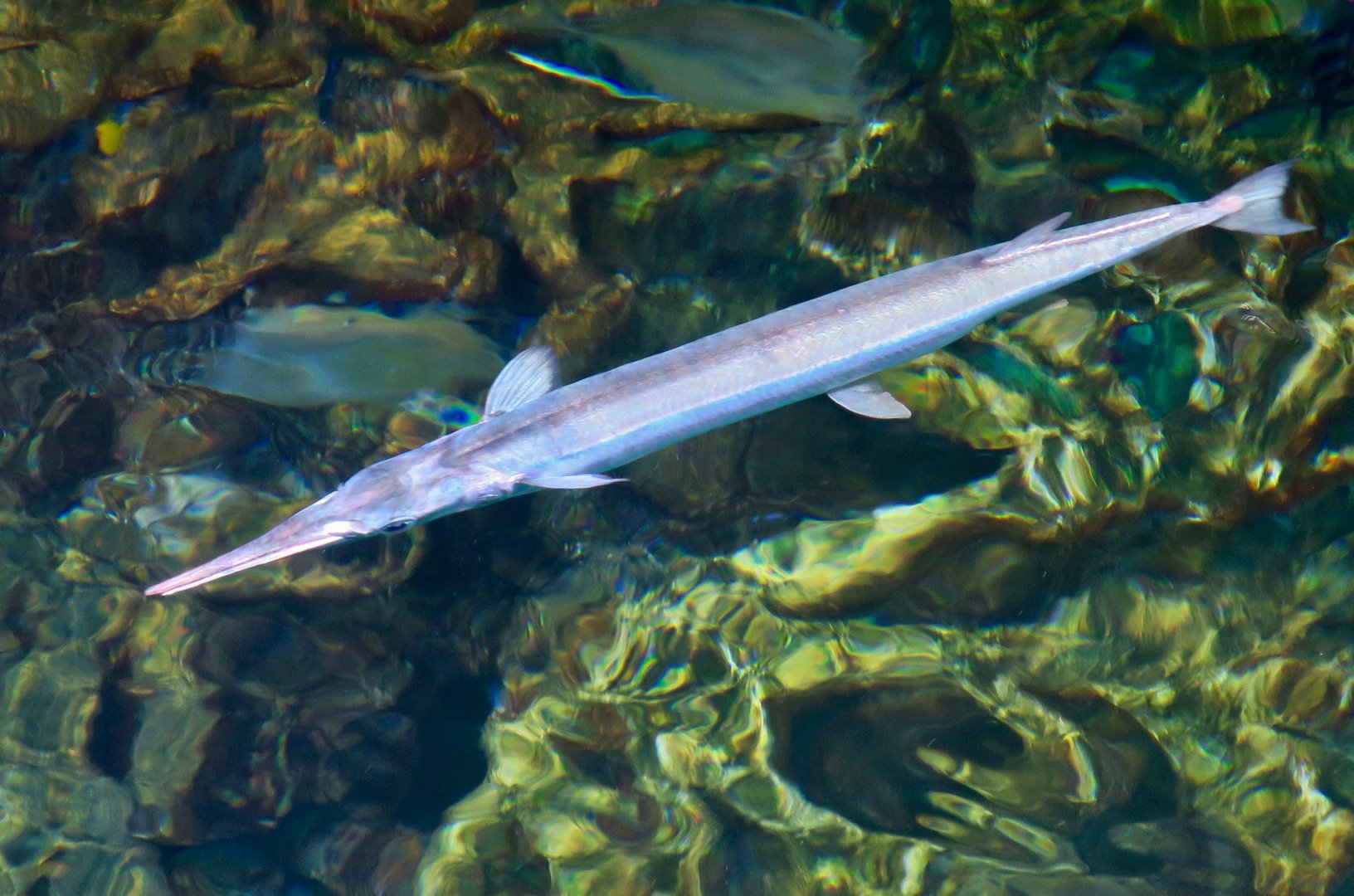 Houndfish (Tylosurus crocodilus)